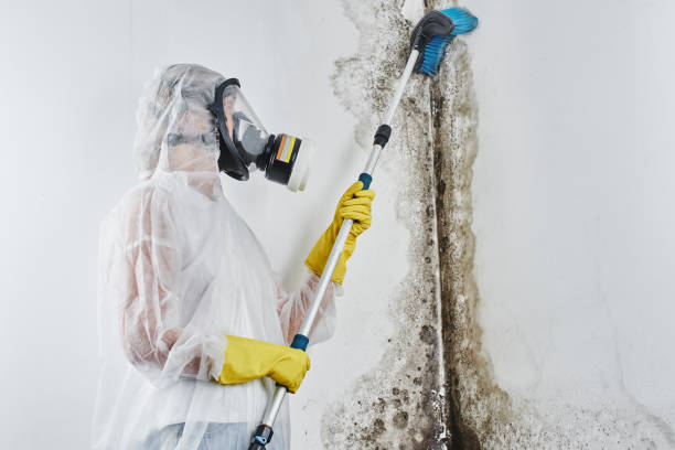 Trusted Queens, NY Mold Removal Experts