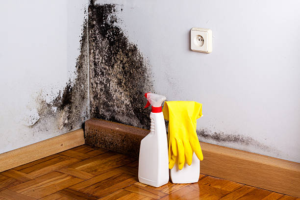 Professional Mold Removal in Queens, NY