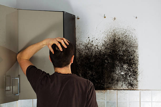 Queens, NY Mold Removal Company